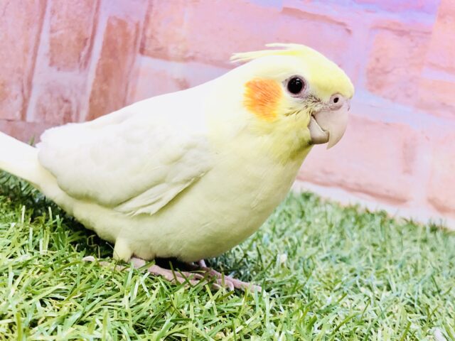 もちもちな安心サイズ!(^^)!　オカメインコ