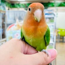 【最新動画更新🪄】元気いっぱい！たくさん遊んでね♡コザクラインコ（オパーリン）