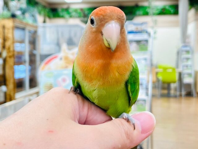 【最新動画更新🪄】元気いっぱい！たくさん遊んでね♡コザクラインコ（オパーリン）