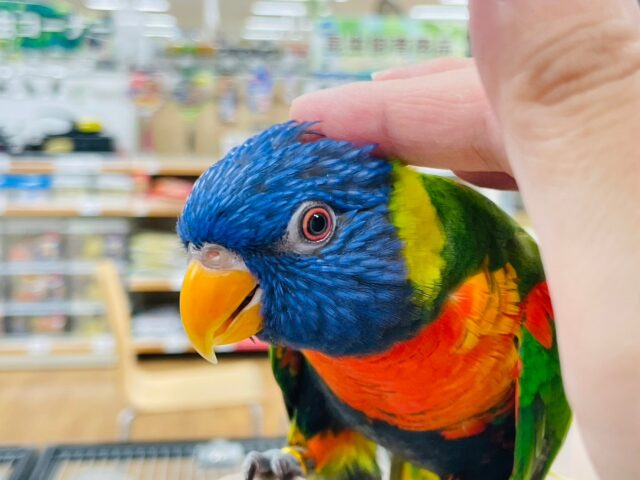 ゴシキセイガイインコ