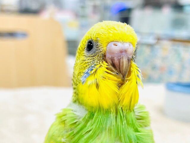 セキセイインコ