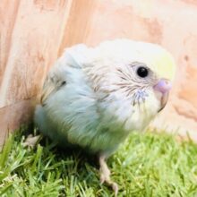 カラフルレインボーカラー！！　セキセイインコ