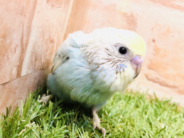 カラフルレインボーカラー！！　セキセイインコ