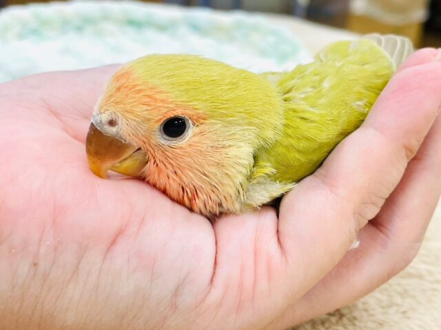 コザクラインコ（小桜インコ）