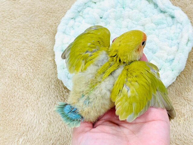 コザクラインコ（小桜インコ）