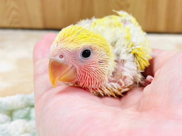 コザクラインコ（小桜インコ）