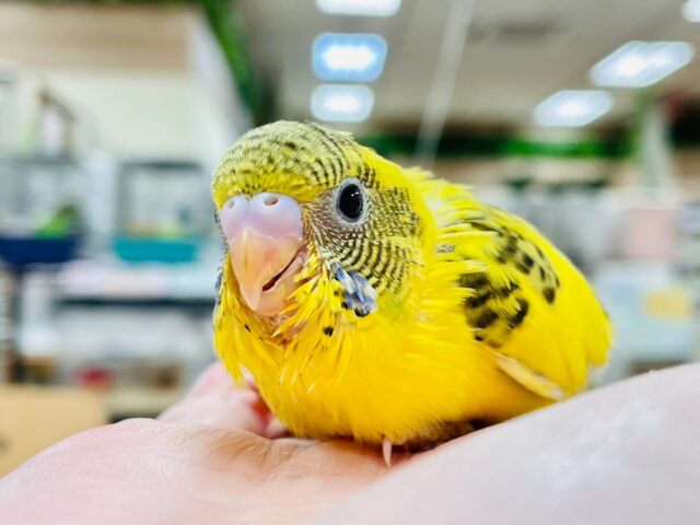 セキセイインコ