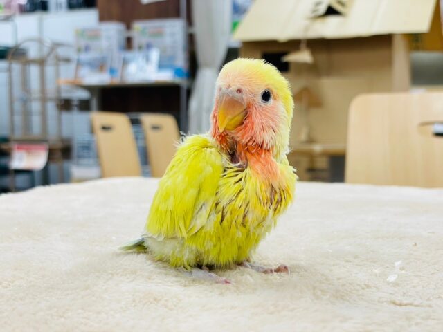 コザクラインコ（小桜インコ）