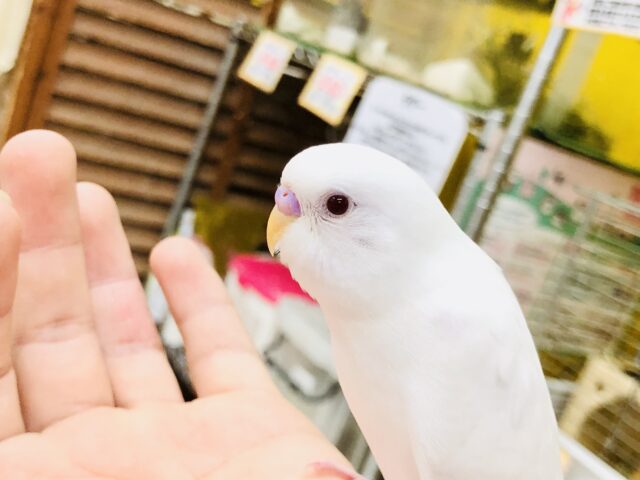 セキセイインコ