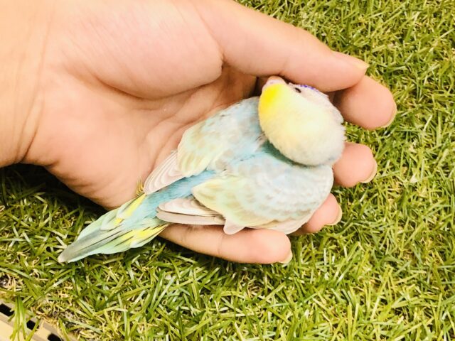 セキセイインコ