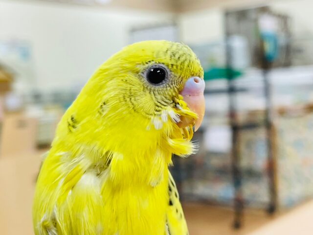 セキセイインコ