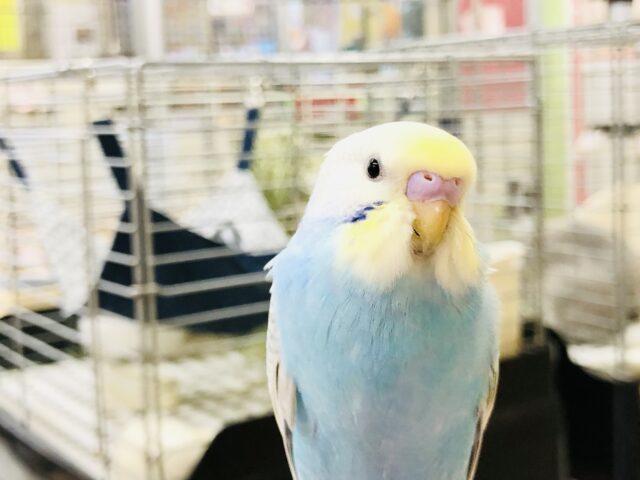 セキセイインコ