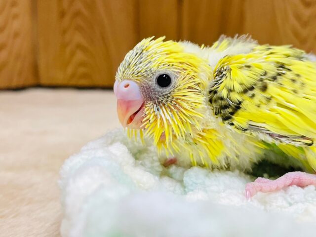 セキセイインコ