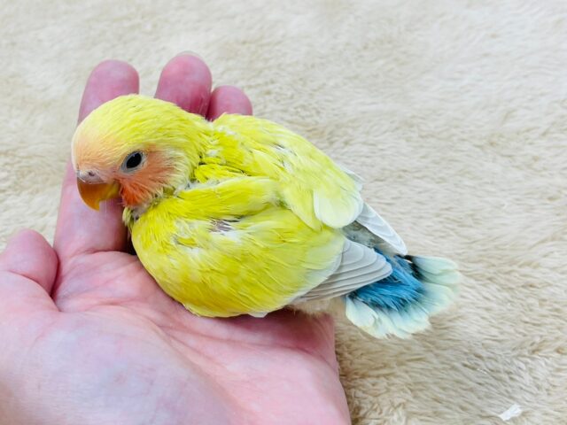 コザクラインコ（小桜インコ）