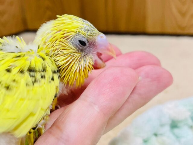 セキセイインコ