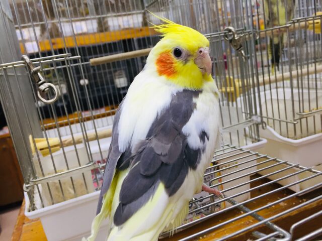 オカメインコ