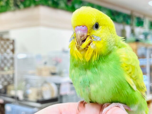 セキセイインコ