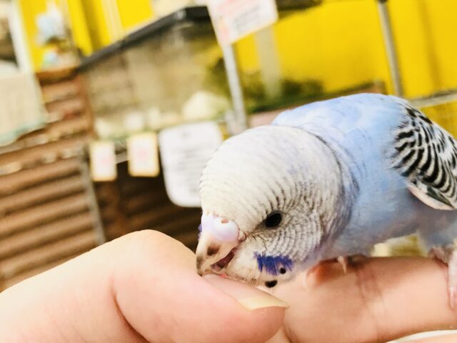 セキセイインコ