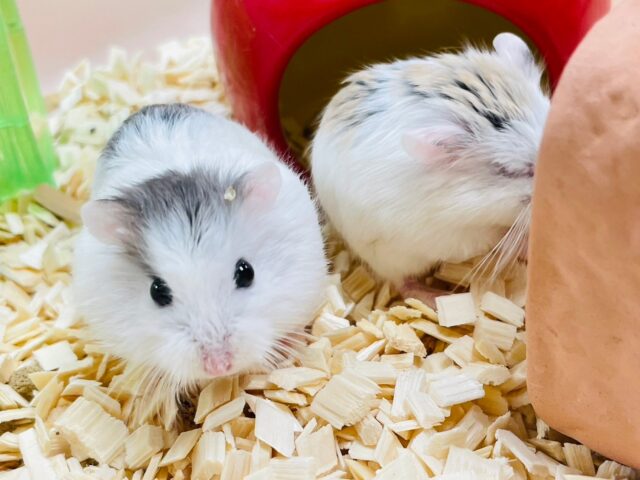 ちょこちょこ動く小さなハムちゃん🐹ロボロフスキーハムスター