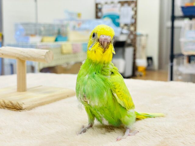 セキセイインコ