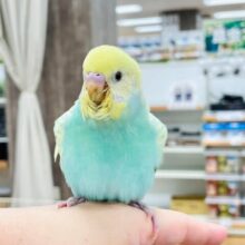 【最新画像・動画更新🪄】ポップキャンディみたい🍭セキセイインコ（パステルカラーレインボースパングル）ヒナ