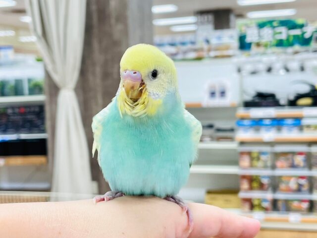 【最新画像・動画更新🪄】ポップキャンディみたい🍭セキセイインコ（パステルカラーレインボースパングル）ヒナ