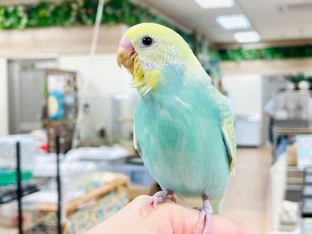 セキセイインコ