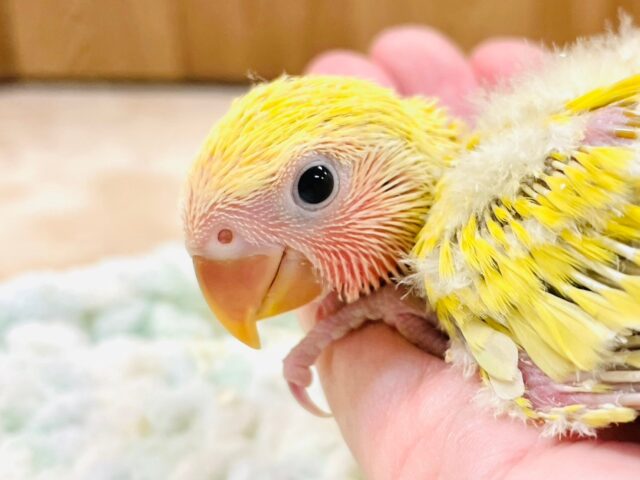 コザクラインコ（小桜インコ）