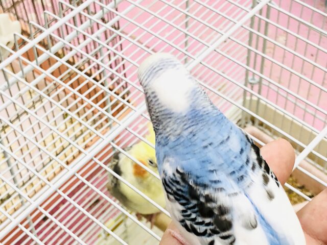 セキセイインコ