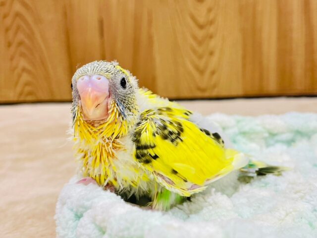 セキセイインコ