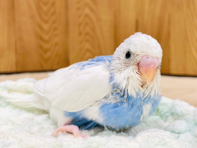 青空のような素敵カラー🩵セキセイインコ（パイド）ヒナ