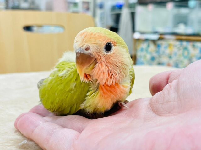 コザクラインコ（小桜インコ）