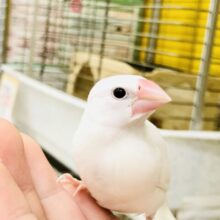 【最新画像更新☆☆】ダントツ人気カラー！！　白文鳥