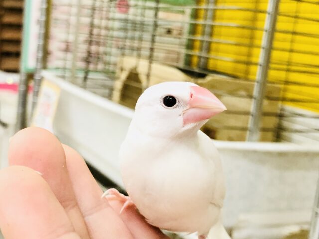 【最新画像更新☆☆】ダントツ人気カラー！！　白文鳥