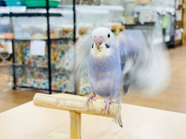 セキセイインコ