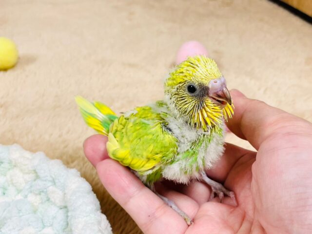 セキセイインコ