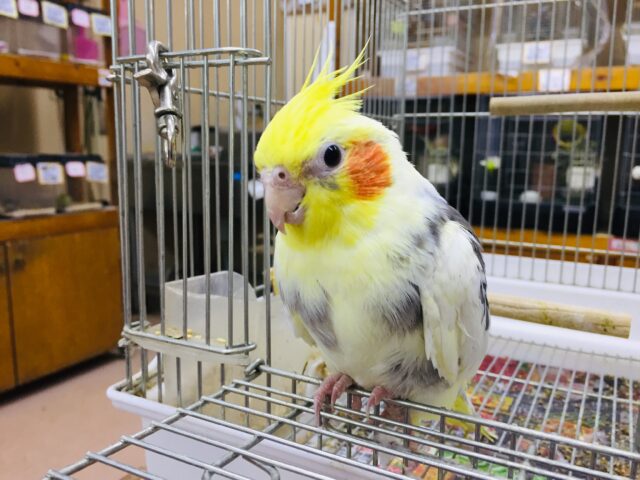 オカメインコ