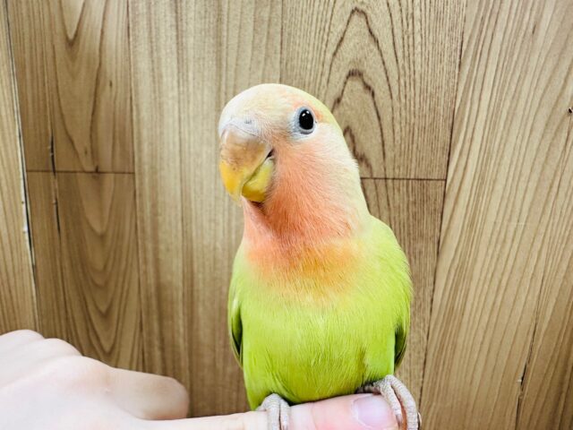 コザクラインコ（小桜インコ）