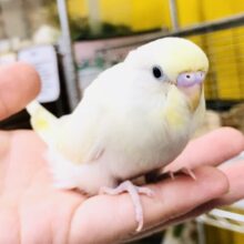 【最新画像更新☆☆】どんな色合いになっていくのかな？？　セキセイインコ