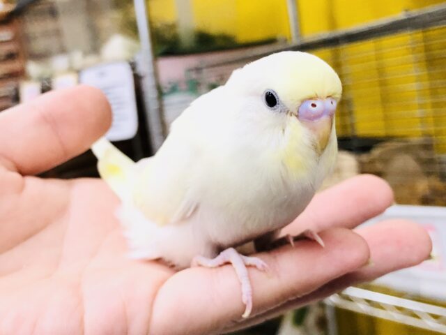 【最新画像更新☆☆】どんな色合いになっていくのかな？？　セキセイインコ