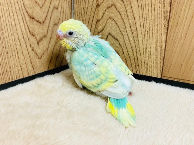 セキセイインコ