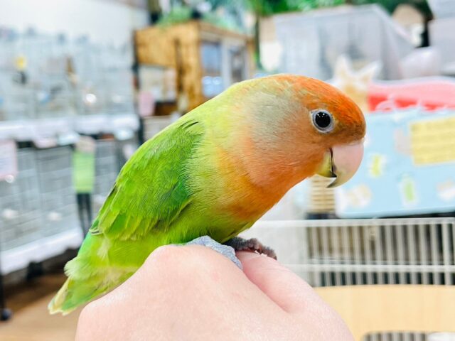 コザクラインコ（小桜インコ）