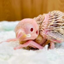 柔らかいカラーが人気⭐︎シナモン文鳥　ヒナ