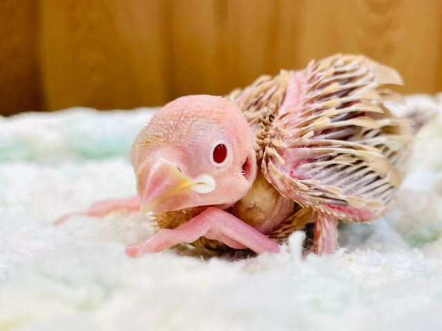 柔らかいカラーが人気⭐︎シナモン文鳥　ヒナ