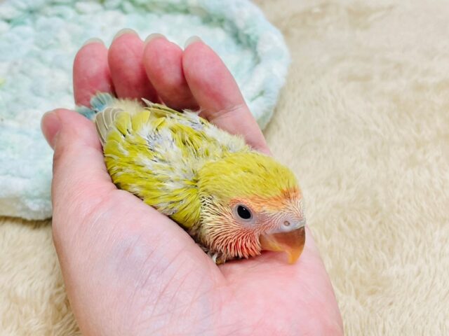 コザクラインコ（小桜インコ）