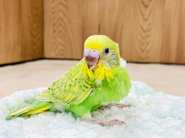 セキセイインコ