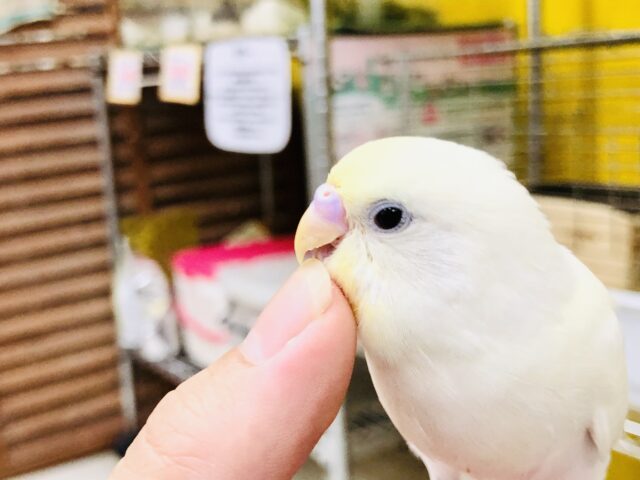 セキセイインコ