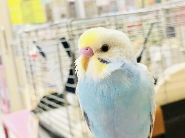 【最新画像更新☆☆】カラフルな魅力たっぷり💗　セキセイインコ