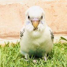 まだらの柄が可愛いんですよ～(#^.^#)　セキセイインコ