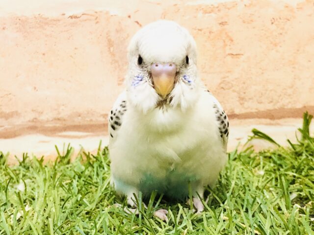 まだらの柄が可愛いんですよ～(#^.^#)　セキセイインコ